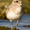 Black-bellied Plover